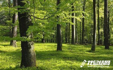 2020年上半年森林资源管理工作总结